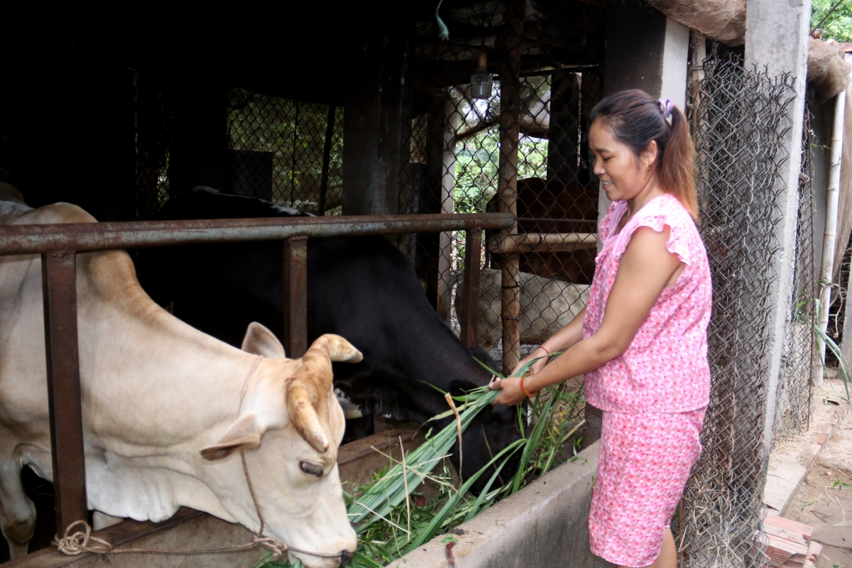 Chị Sơn Thị Kim Long chăm sóc đàn bò - nguồn thu nhập quan trọng của gia đình. Ảnh: Thạch Trà Vinh/VOV ĐBSCL