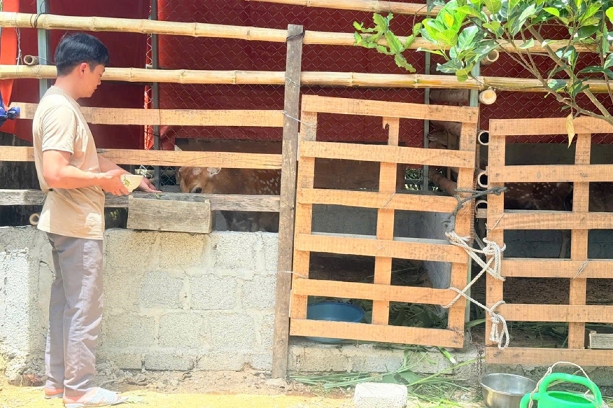 Anh Nguyễn Hữu Ngọc chăm sóc hươu tại chuồng nuôi trong vườn nhà