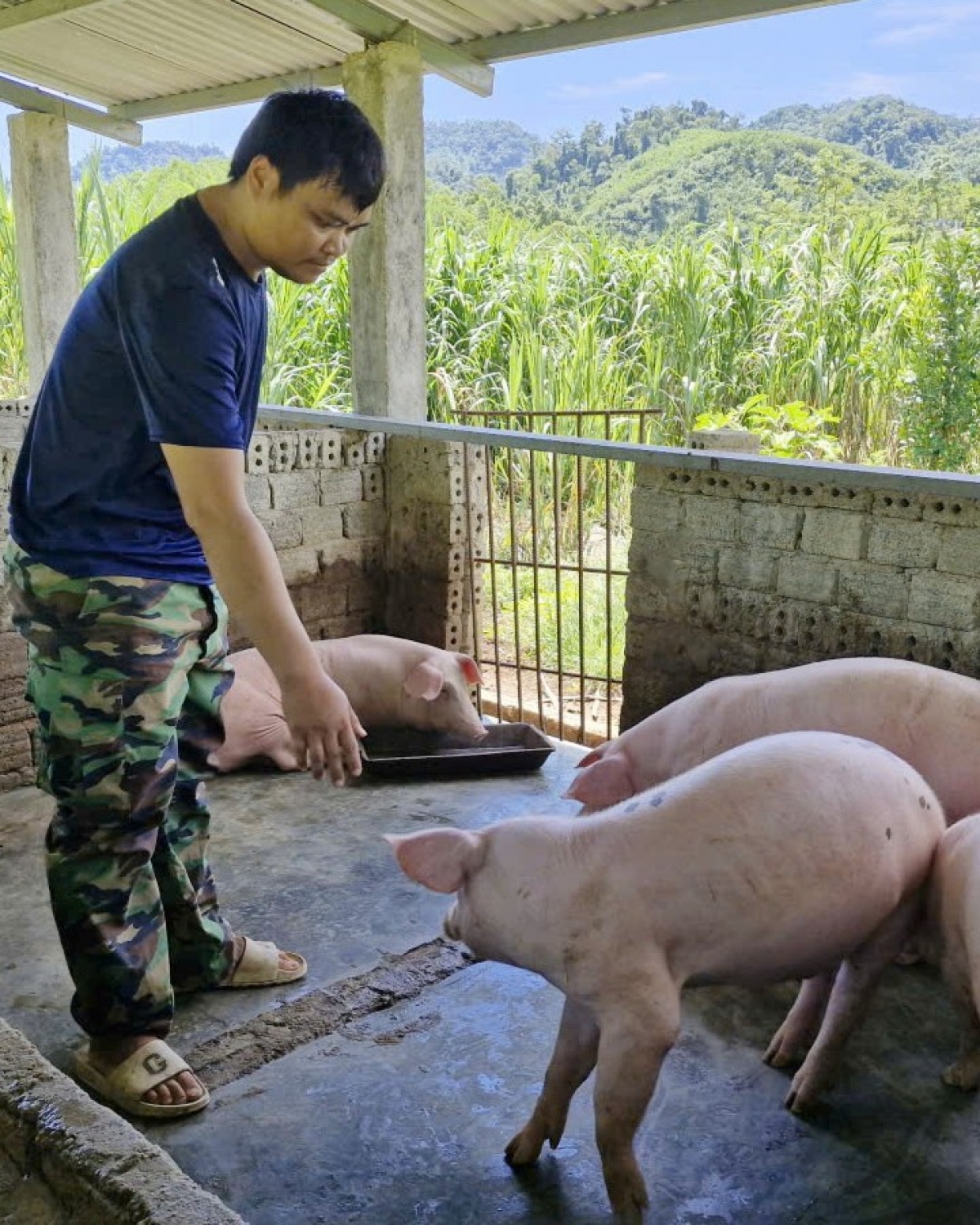 Chuồng trại chăn nuôi heo của anh Briu Chéo
			cho hiệu quả kinh tế cao. Ảnh: Tuyết Lê