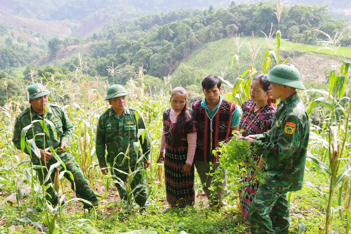 Cán bộ Đồn biên phòng Ga Ry hướng dẫn người dân kỹ thuật trồng cây đẳng sâm xen bắp nếp để phát triển kinh tế gia đình. Ảnh: HỒNG ANH