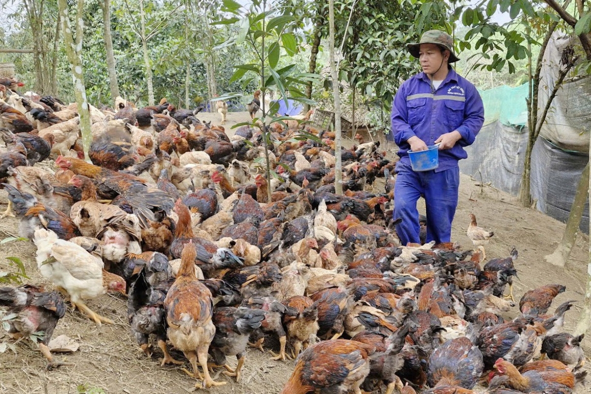 Đảng viên BNướch Việt Hùng đi đầu trong phát triển kinh tế tại xã miền núi Sông Kôn. Ảnh: Tuyết Lê