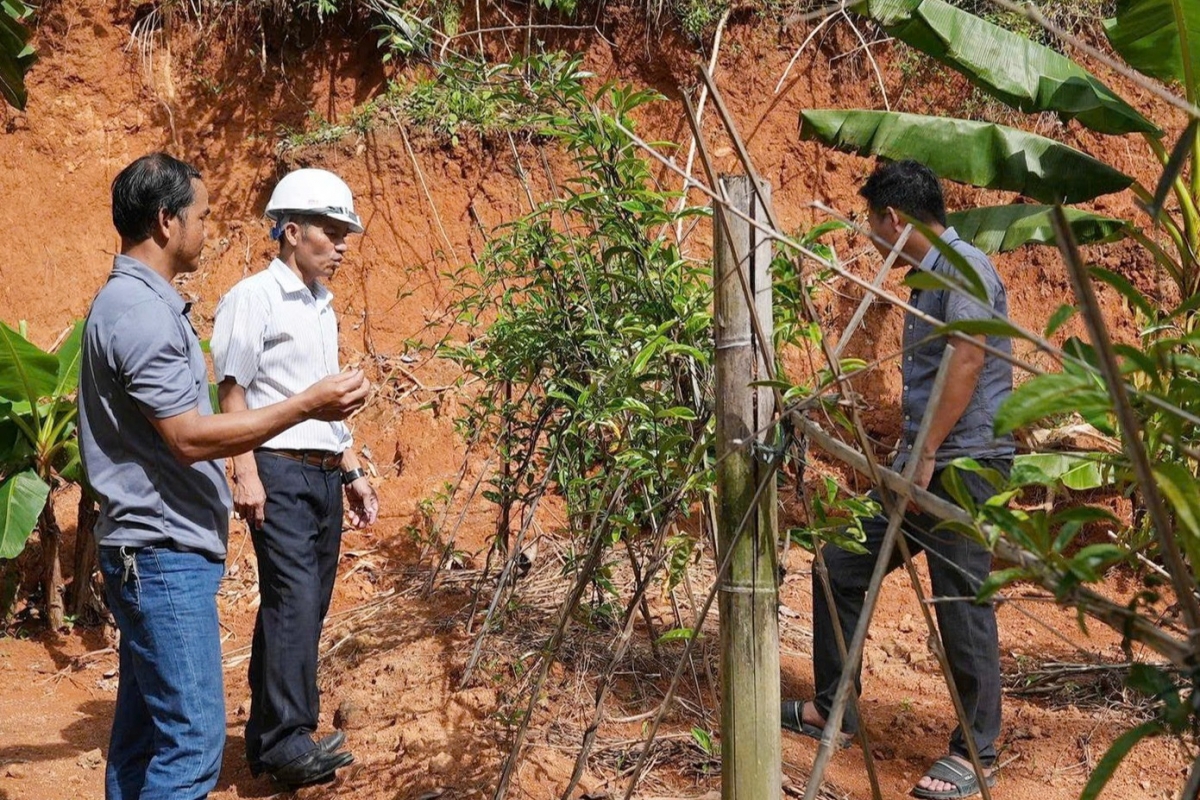 Đảng viên là hội viên nông dân ở vùng núi Đà Nẵng đi đầu trong phát triển kinh tế. Ảnh: Tuyết Lê