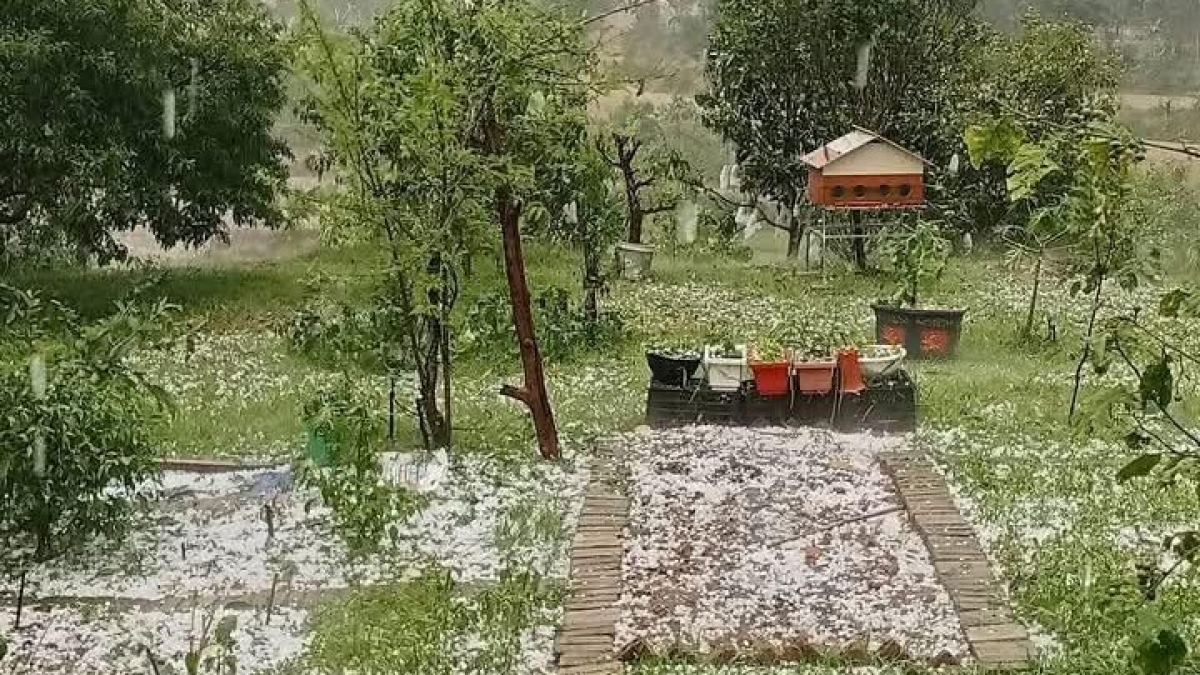 Bước đầu xác định mưa đá đã ảnh hưởng diện rộng đối với sản xuất nông nghiệp tại một số xã phía Nam của tỉnh Điện Biên.