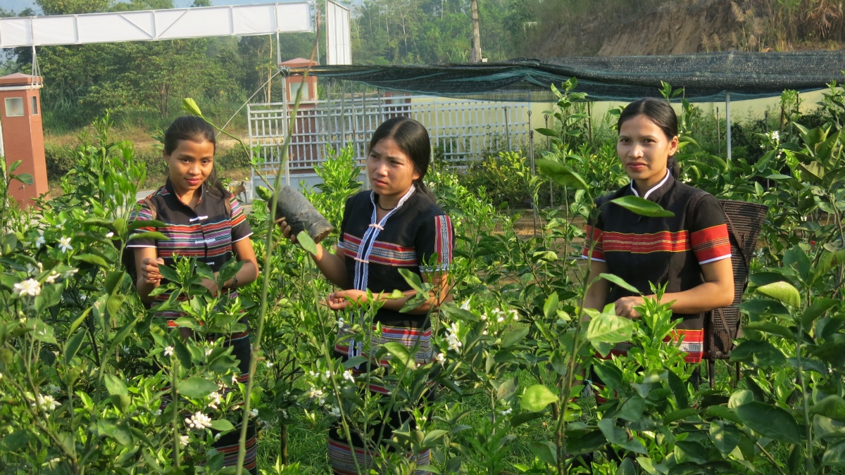Nguồn sinh kế cây giống giúp người dân chuyển đổi cây trồng chuyên canh. Ảnh minh họa
 