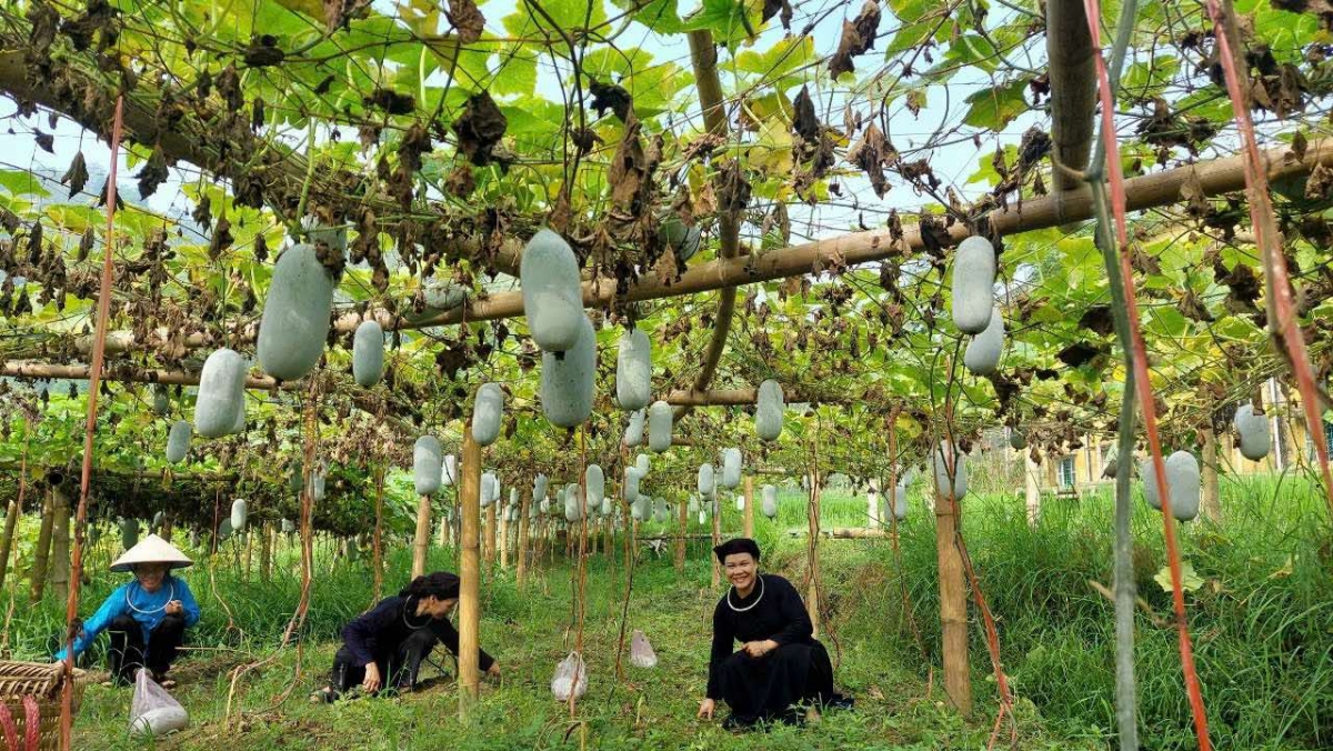 Mô hình trồng bí xanh theo hướng hàng hóa mang lại hiệu quả kinh tế tại địa phương.
Ảnh: CTV Triệu Thuần/VOV Đông Bắc