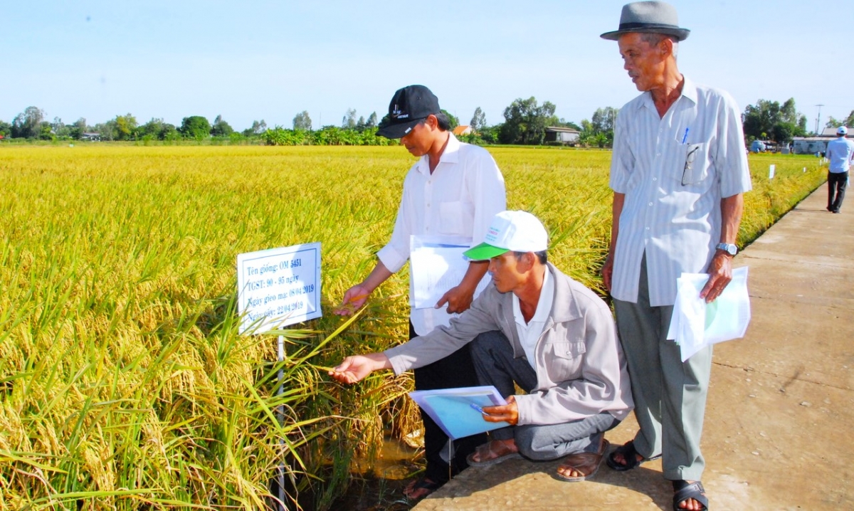 Người nông dân mô hình lúa sinh thái