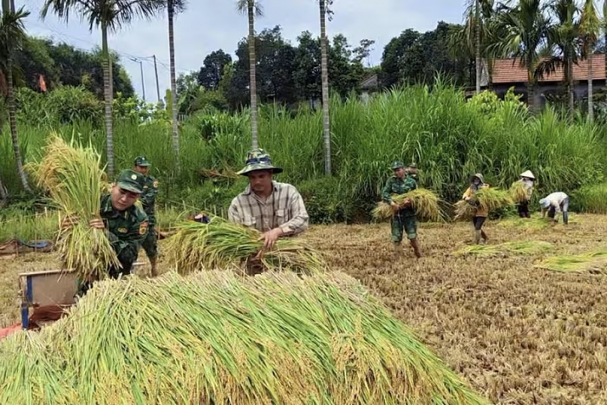 Hiện nay các địa bàn tại TP. Huế đang vào mùa thu hoạch vụ lúa đông xuân