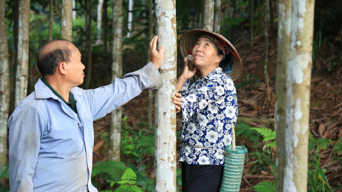Những đồi quế tiền tỷ xuất hiện ngày càng nhiều ở Phúc Lợi. Ảnh: Đinh Tuấn/VOV Tây Bắc