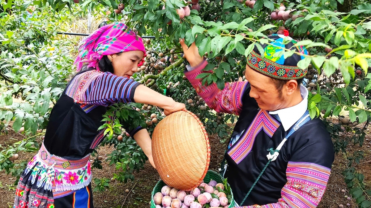 Vợ chồng chủ vườn này đang hỗ trợ nhau trong cuộc thi hái mận