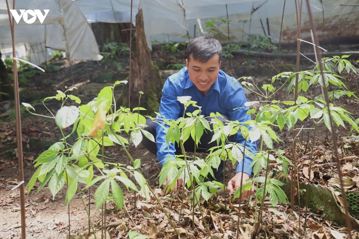 Thanh niên xã Măng Ri chăm sóc sâm Ngọc Linh
