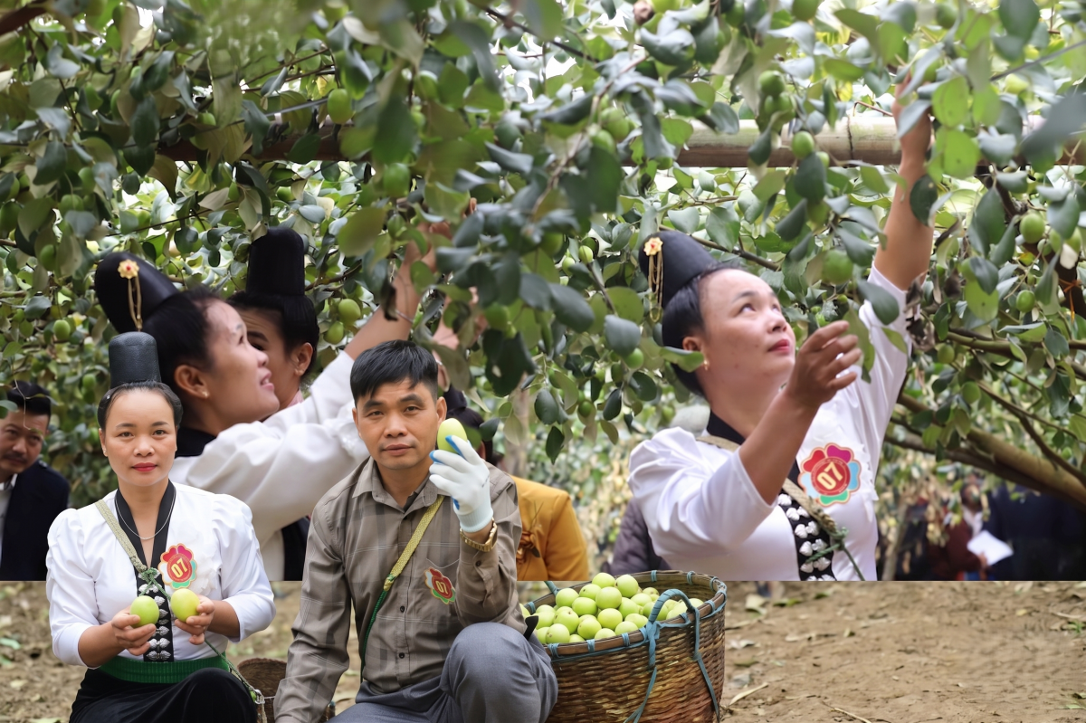 Xã Mường Bú tổ chức thường niên Ngày hội hái táo nhằm quảng bá sản phẩm nông sản địa phương. Photoshop: Hoàng Thái