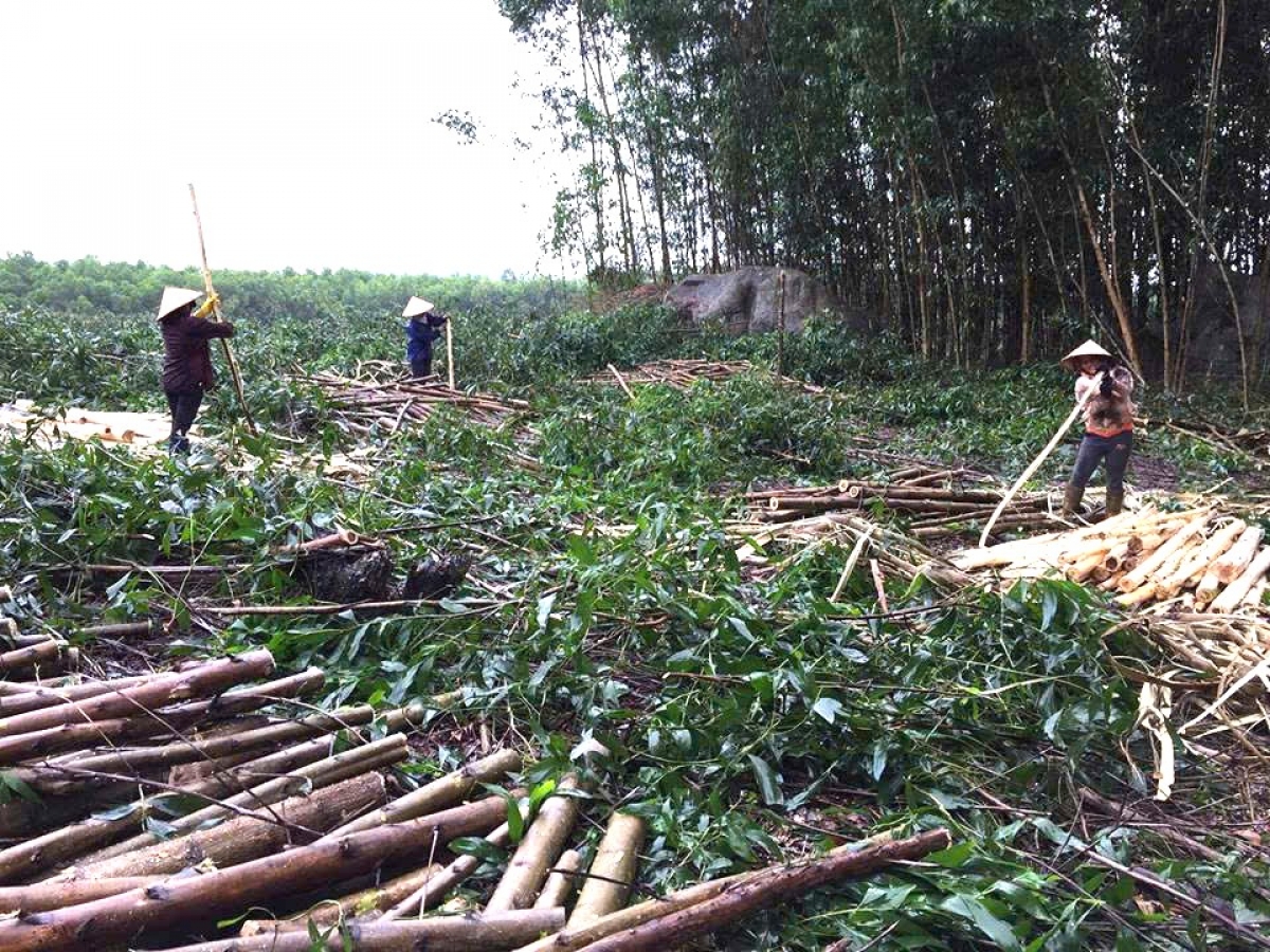 Tại các xã miền núi TP.Đà Nẵng ngày càng xuất hiện nhiều tổ liên kết lao động, sản xuất 
 