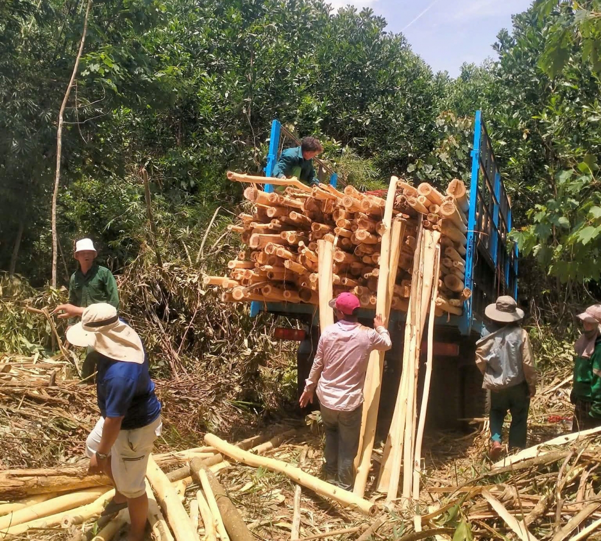Đội thanh niên sản xuất, thu hoạch keo xã Sông Kôn 
 