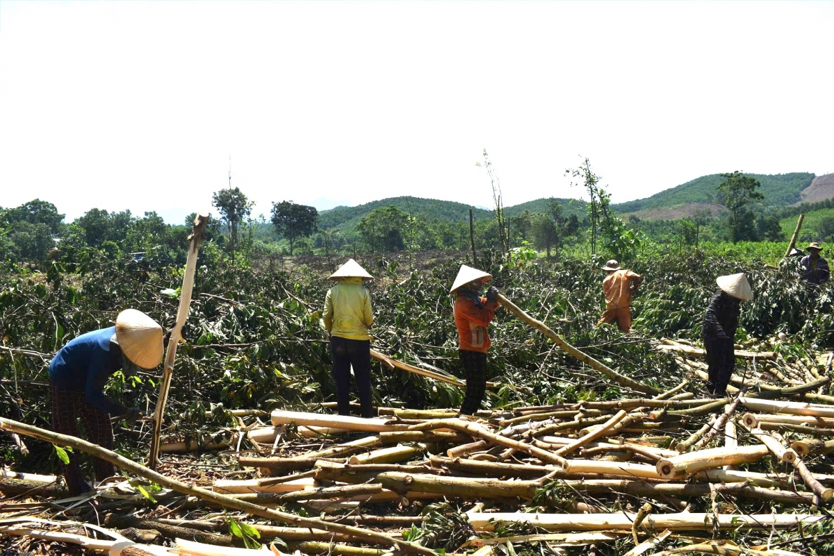 Đội thanh niên sản xuất, khai thác keo xã Sông Kôn 
 