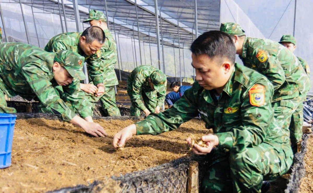 BĐBP Lai Châu đi đầu phát triển cây sâm tại địa bàn biên giới (Ảnh: Đức Duẩn)