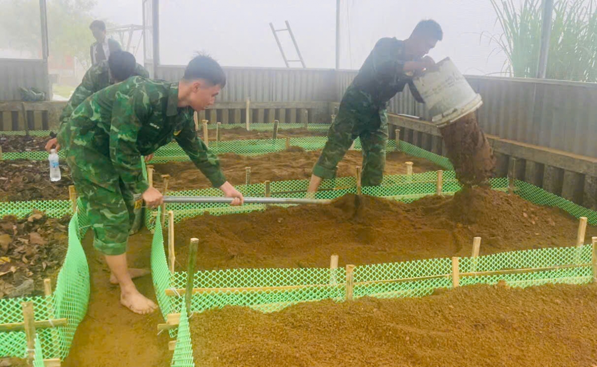 CBCS biên phòng triển khai trồng sâm Lai Châu tại các địa bàn biên giới (Ảnh: Đức Duẩn)