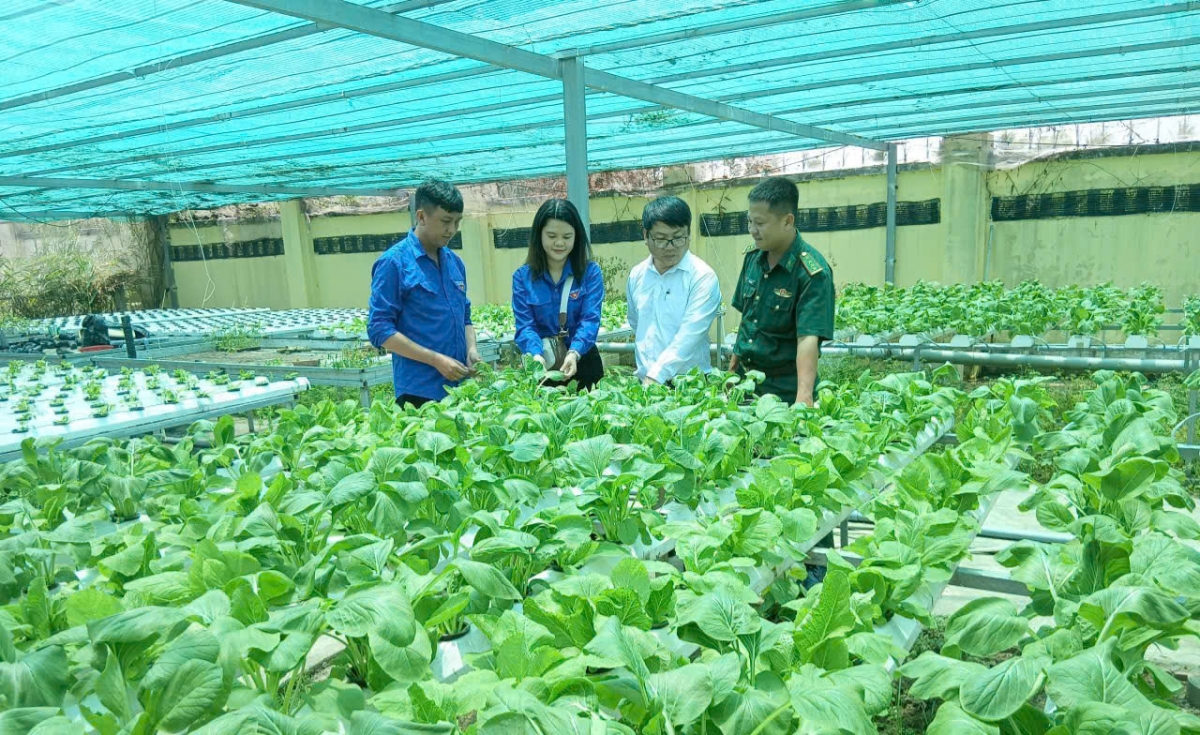 Rau thủy canh phát triển xanh mướt