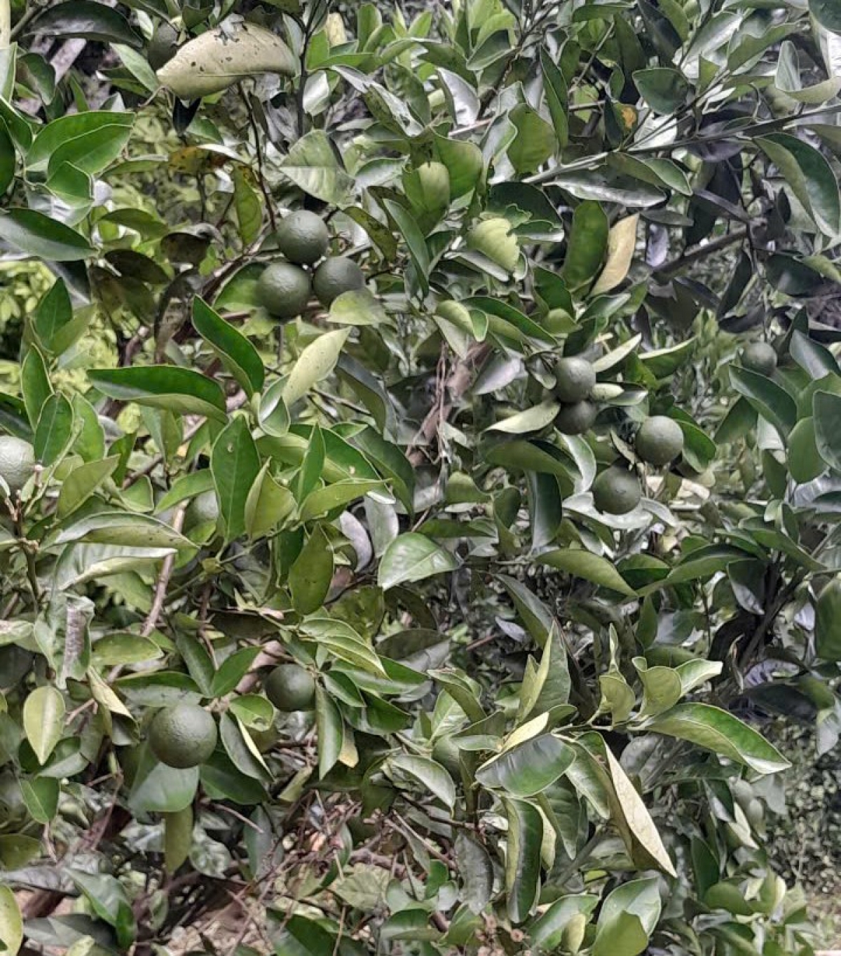 Vườn cam Vinh của gia đình ông Bơ Loong Chuồn đang cho quả 
 