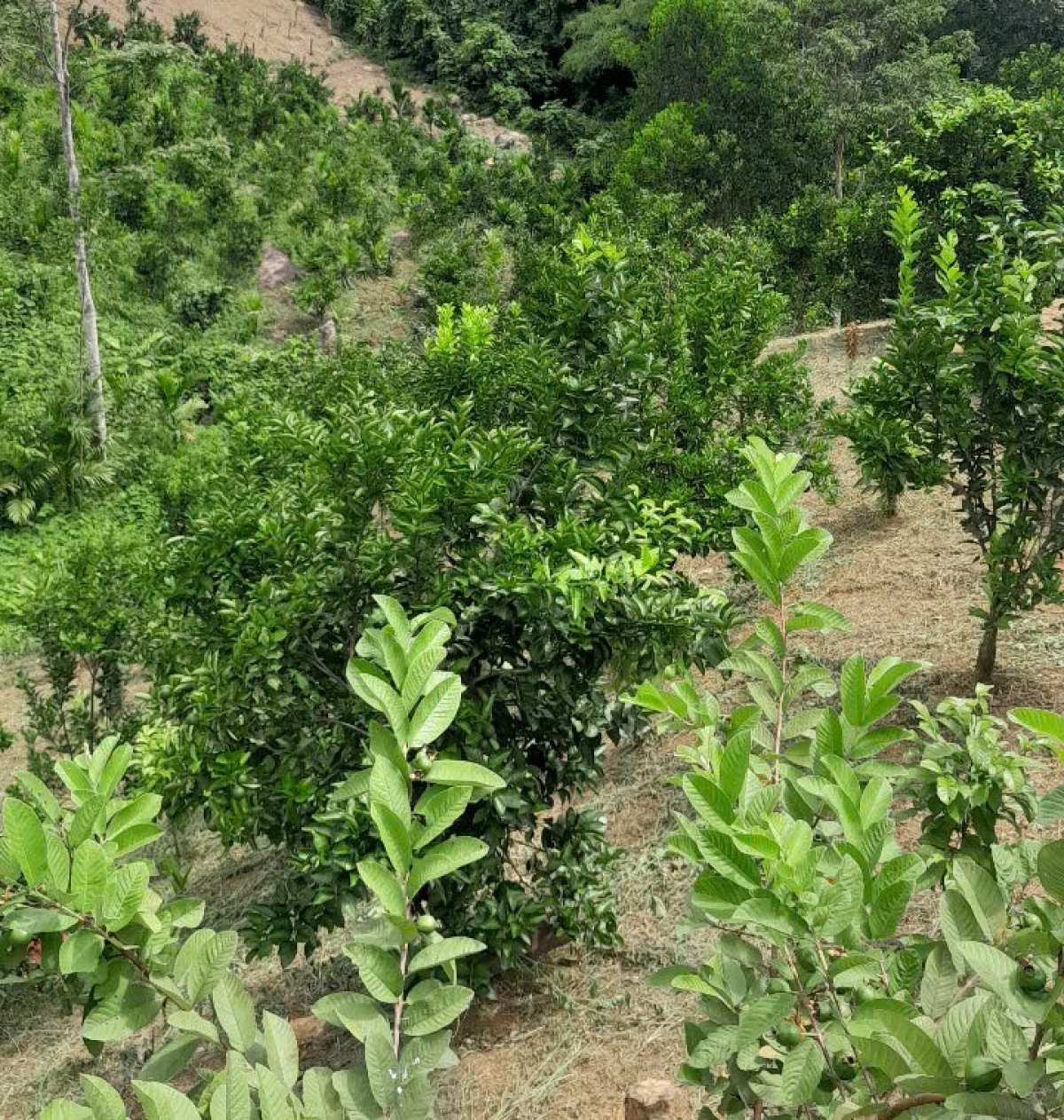 Bà con vùng biên dần thay đổi thói quen sản xuất nhỏ, lẻ sang trồng chuyên canh