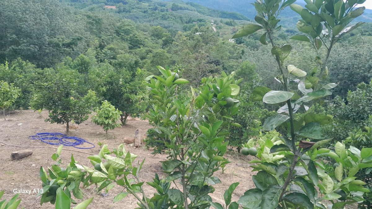 Vườn cam và bưởi da xanh của bà con xã Đắc Pring kỳ vọng cho thu nhập khá 
 