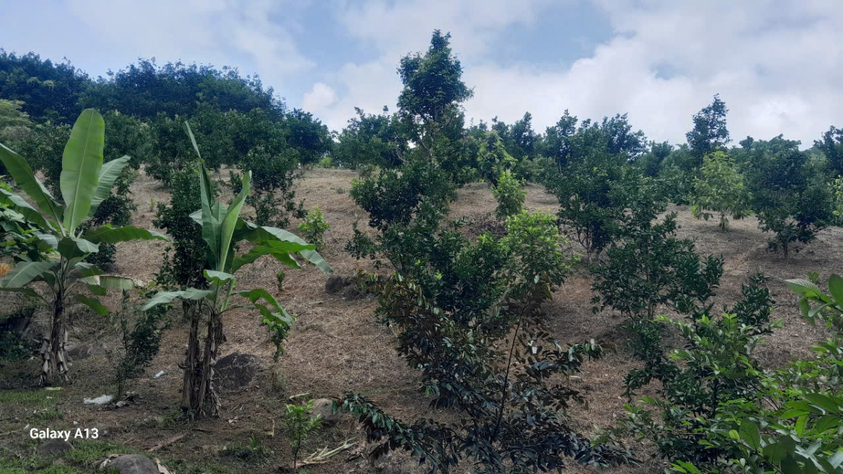 Rừng đồi xã biên giới Đắc Pring dần xuất hiện nhiều mô hình cây trồng chuyên canh 
 