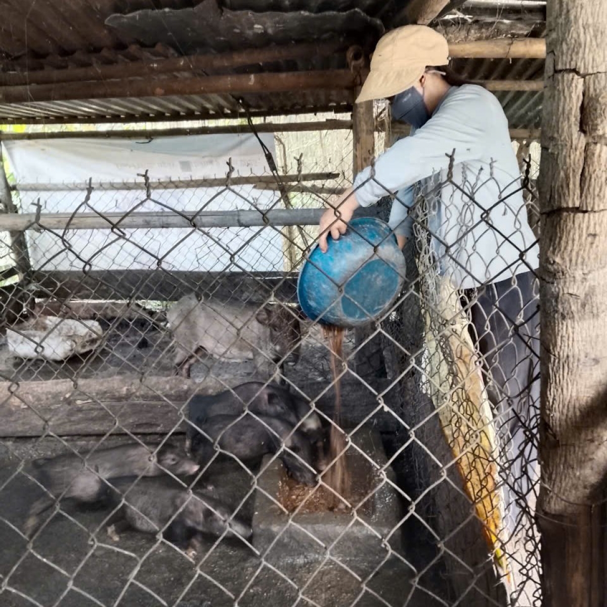 Chị A Lăng Thị Lan kỳ vọng mô hình nuôi heo sẽ giúp gia đình thoát nghèo
 