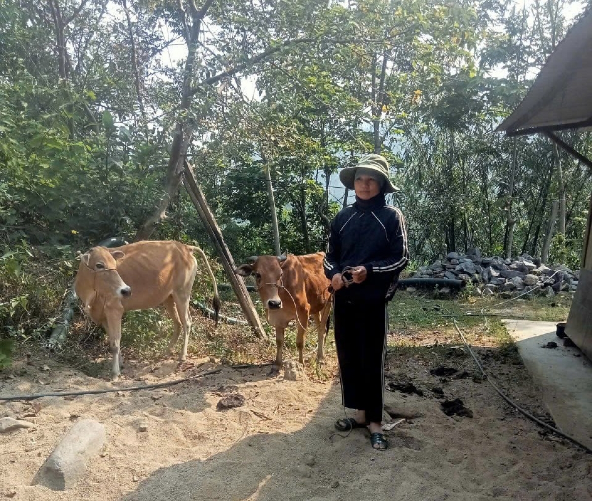 Chăn nuôi bò được bà con lựa chọn để phát triển kinh tế
 