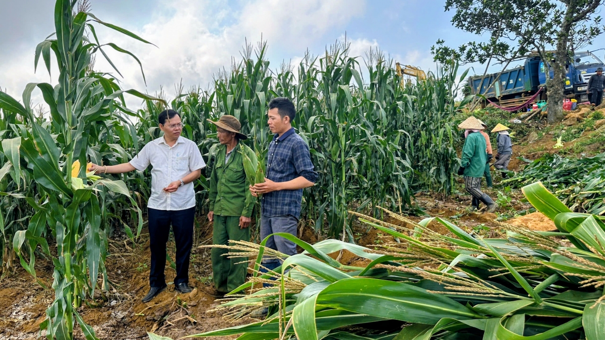 Ông Phạm Quốc Hoàng (áo trắng), PCT UBND xã Vân Hòa trao đổi với nông dân về quy trình sản xuất tại ruộng ngô sinh khối - Ảnh: Lê Biết