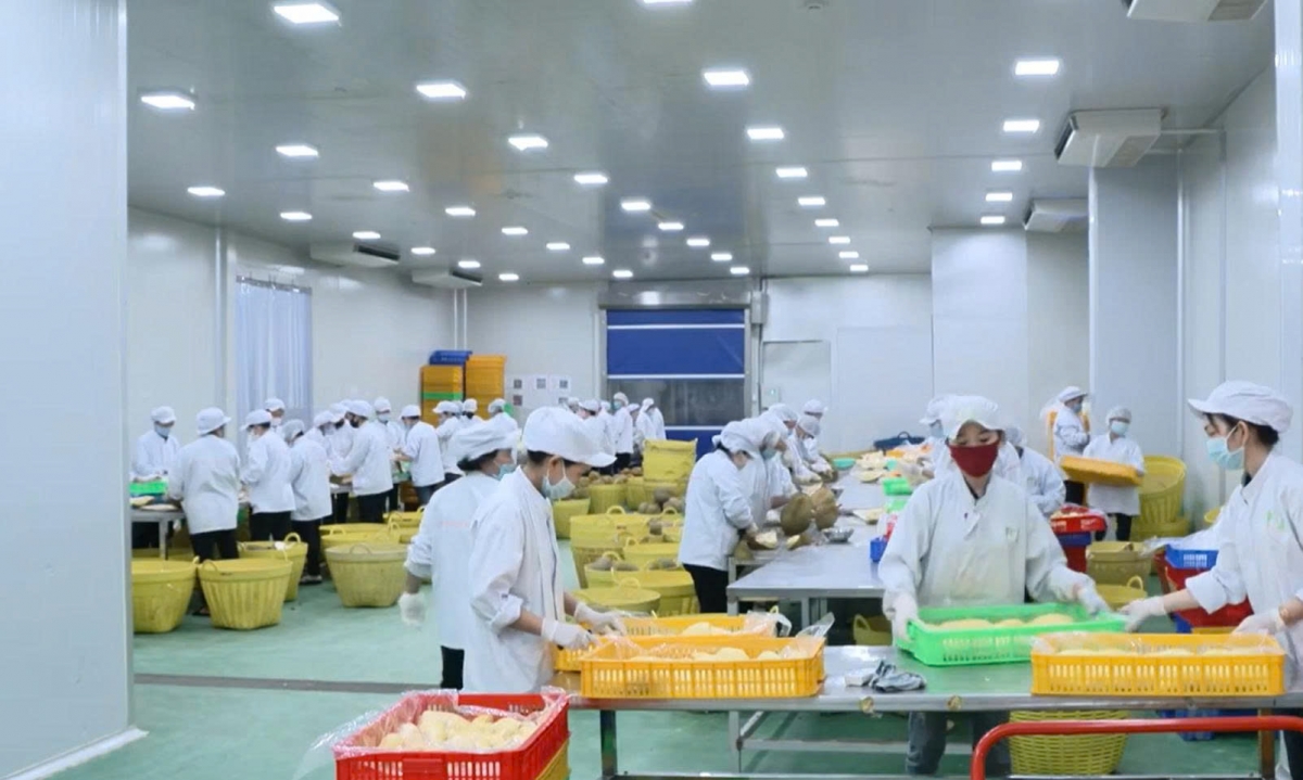 Nông nghiệp tiếp tục giữ vai trò trụ đỡ quan trọng của nền kinh tế, đóng góp hơn 32% GRDP toàn tỉnh. Ảnh: Chanh Tuy/VOV ĐBSCL