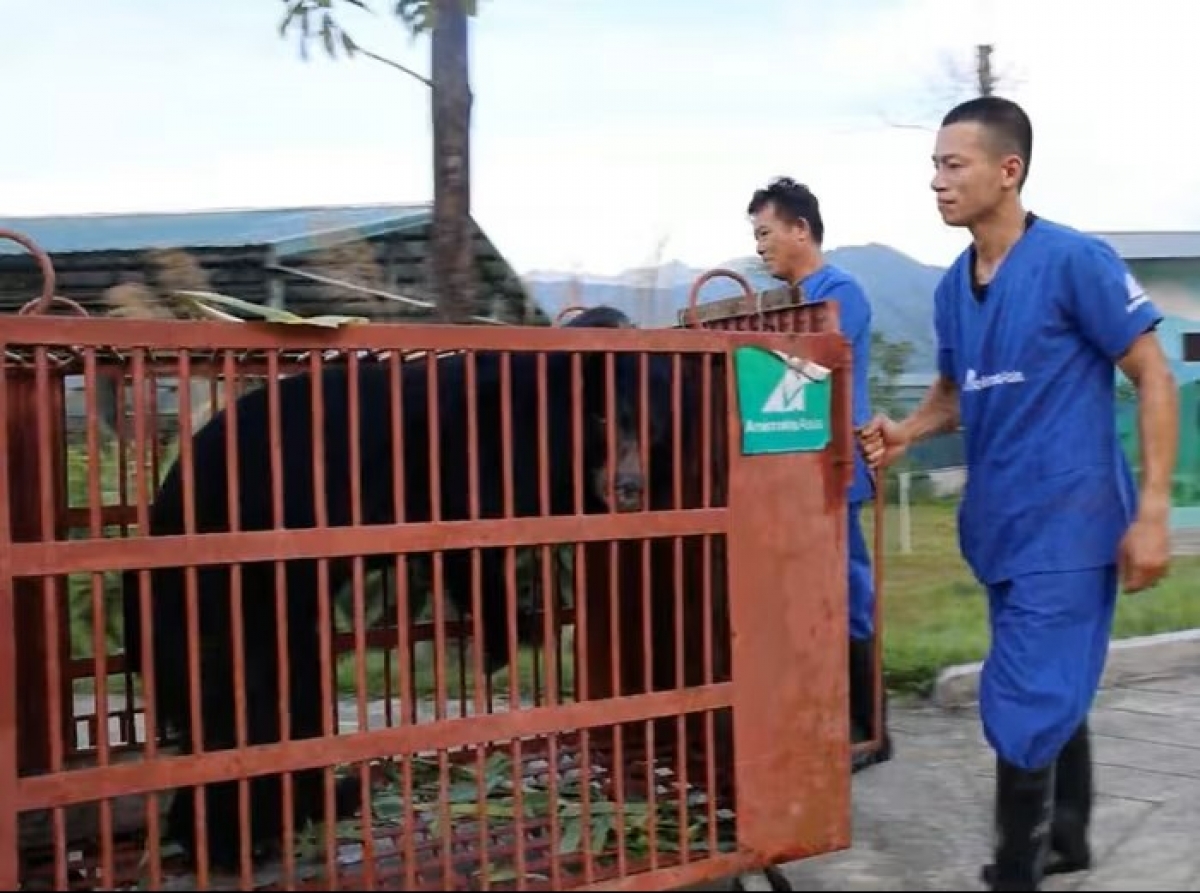 3 cá thể gấu ngựa đã được đưa về chăm sóc tại Trung tâm Cứu hộ Gấu Việt Nam đặt tại Vườn quốc gia Bạch Mã. Ảnh: B.M.