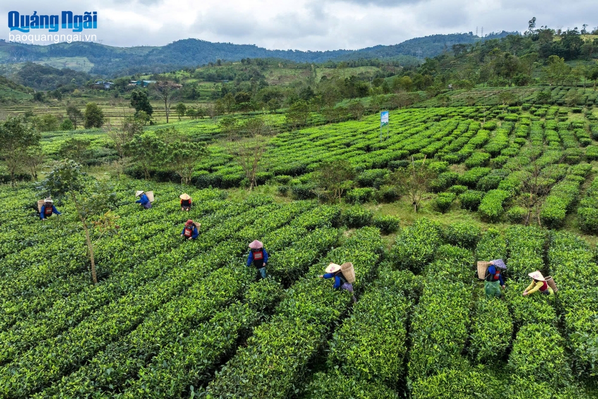 Đồi chè Đông Trường Sơn- Ảnh Báo Quảng Ngãi