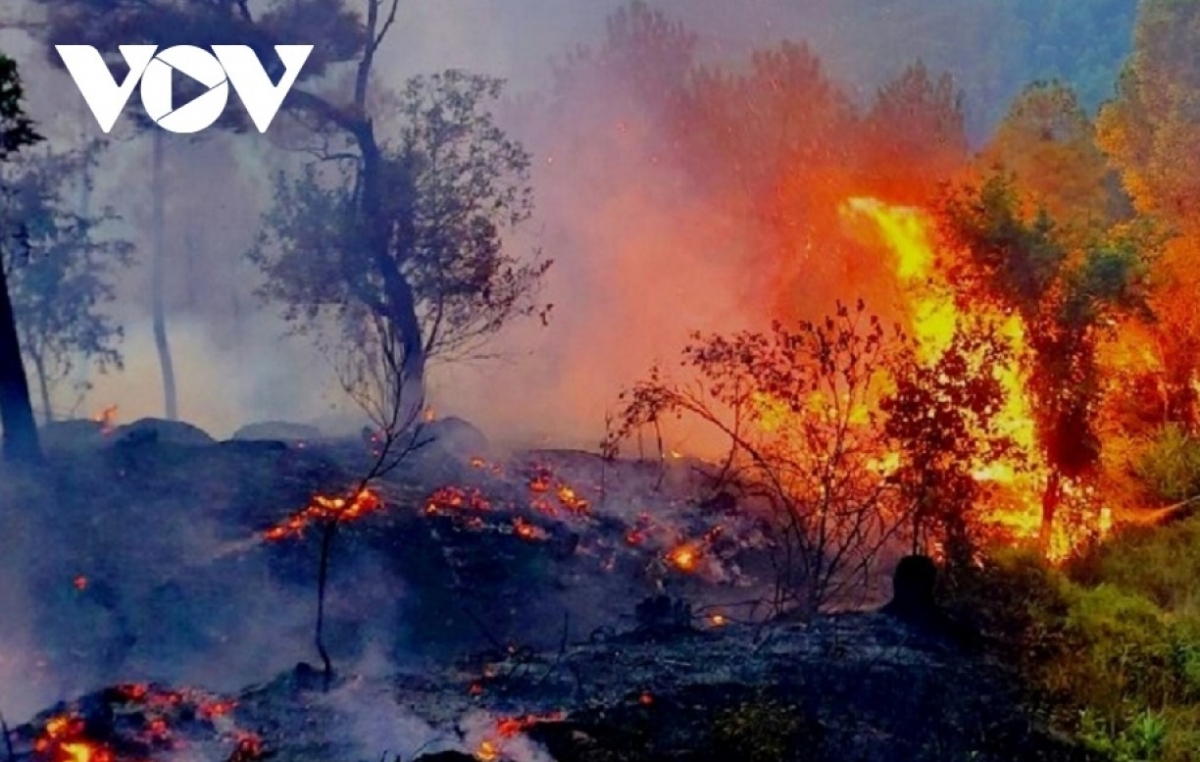 Nắng nóng kéo dài, nguy cơ cháy rừng rất cao.