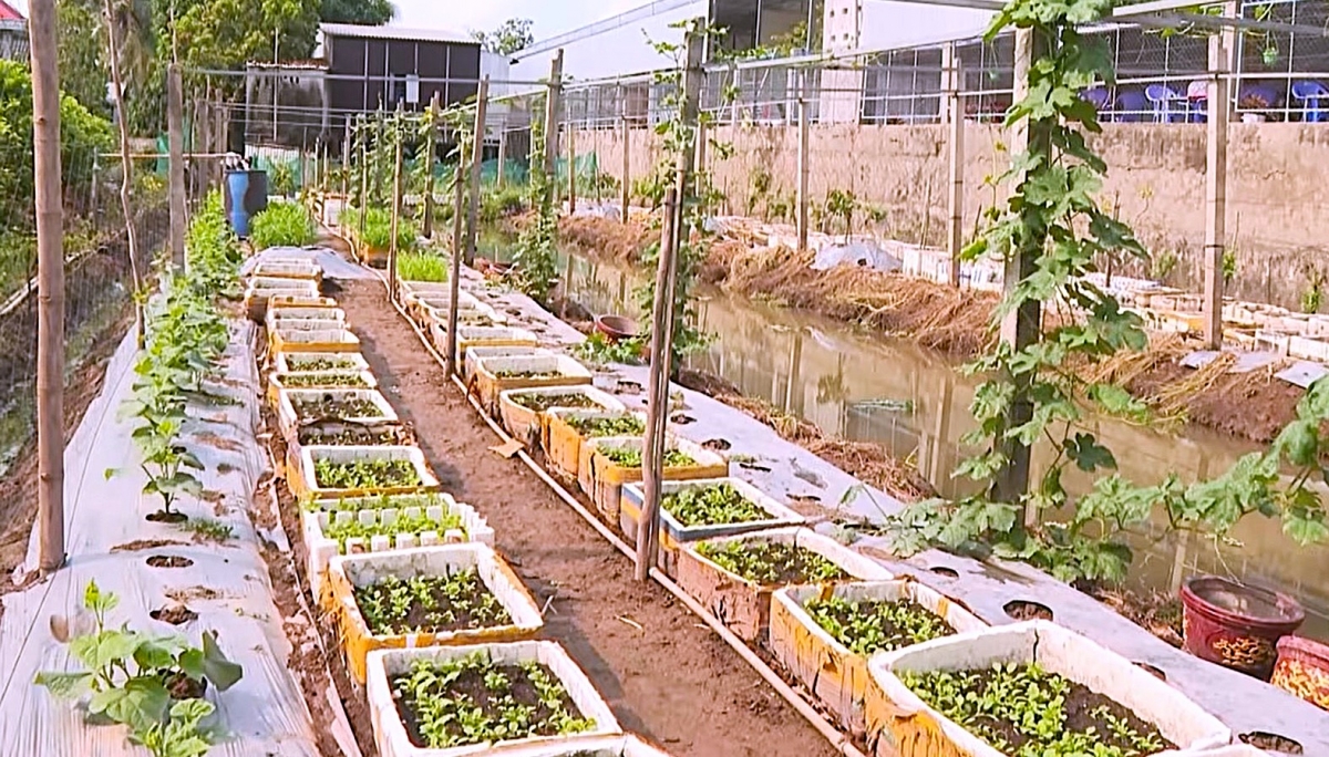 Vườn rau hữu cơ của ông Quang