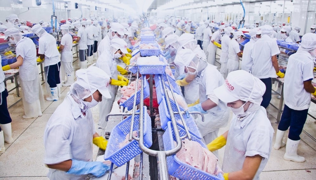 Chế biến cá tra