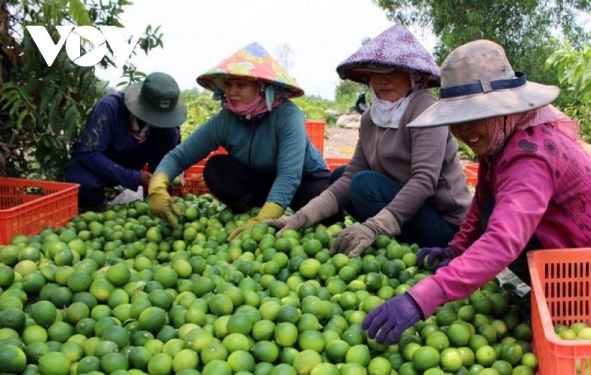 Qua 5 tháng đầu năm nay, kim ngạch xuất khẩu rau quả của Việt Nam ước đạt 2,98 tỷ đô la Mỹ.