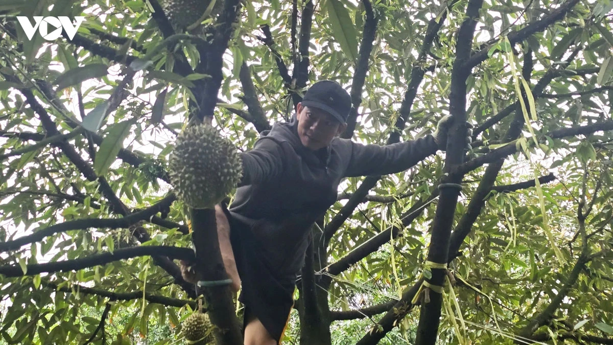 Sa-ai Bùi Duy Hạnh daok cakak durian di angaok dhan glaong