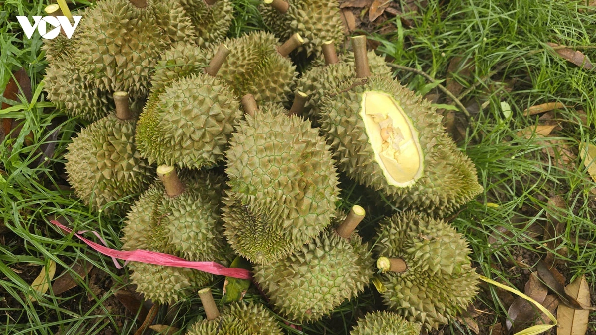 Durian hu cakak iek bruk tathak dahlau tuk paik