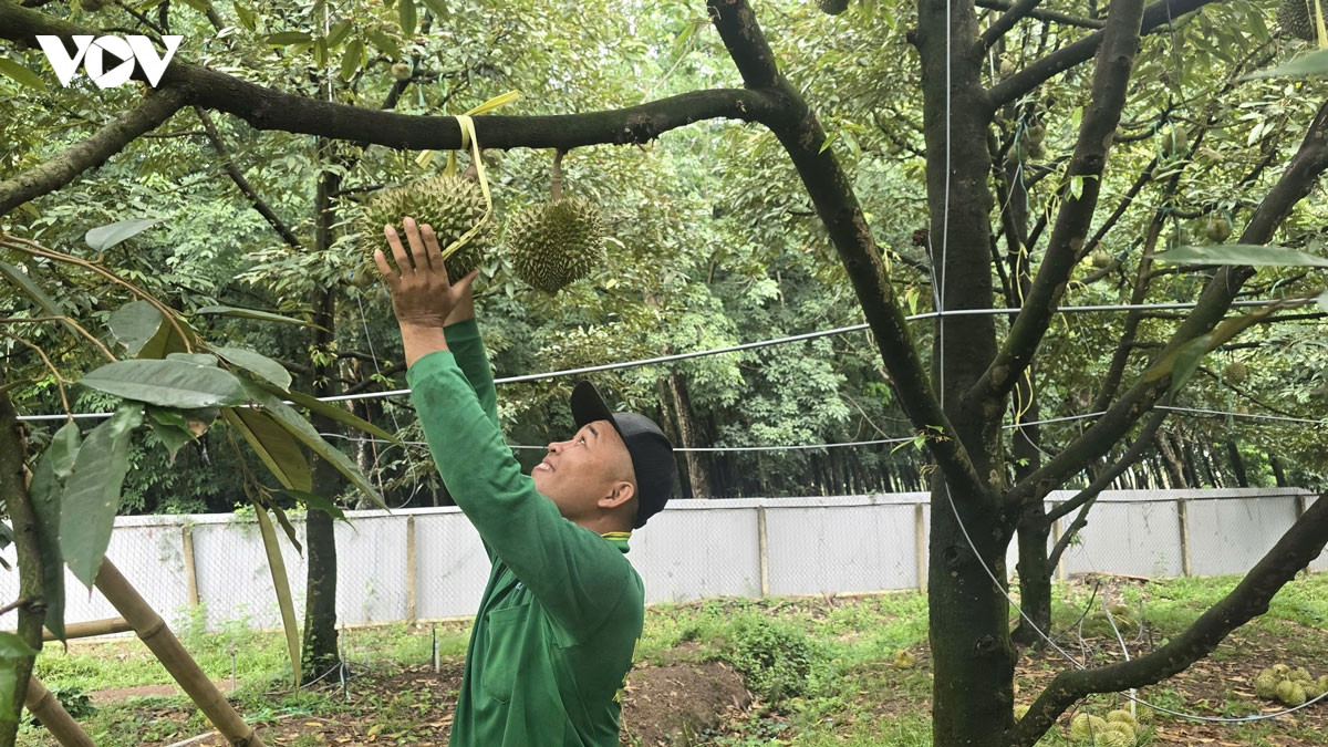 Sa-ai Huỳnh Văn Khanh cakak dom baoh durian