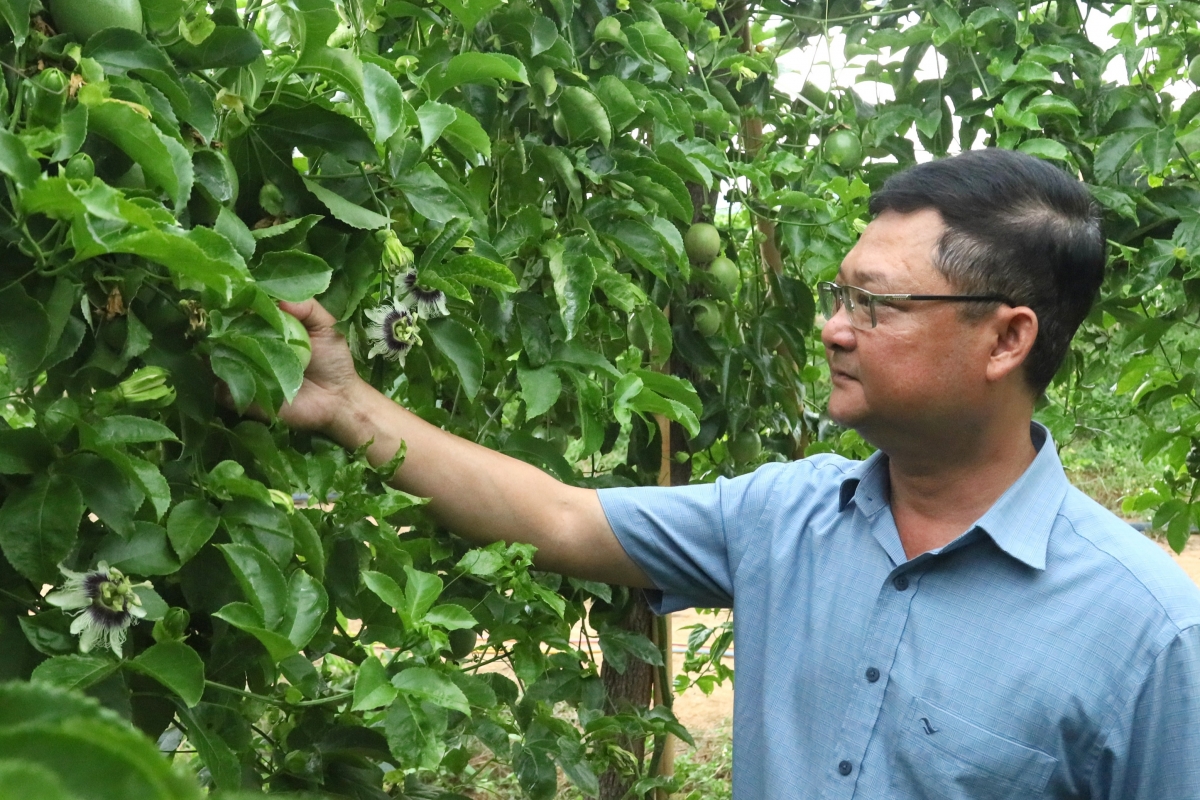 Vườn chanh dây của ông Phạm Hồng Việt ở làng Tum, xã Ya Ly, tỉnh Quảng Ngãi. Ảnh: Thanh Thắng/VOV Miền Trung