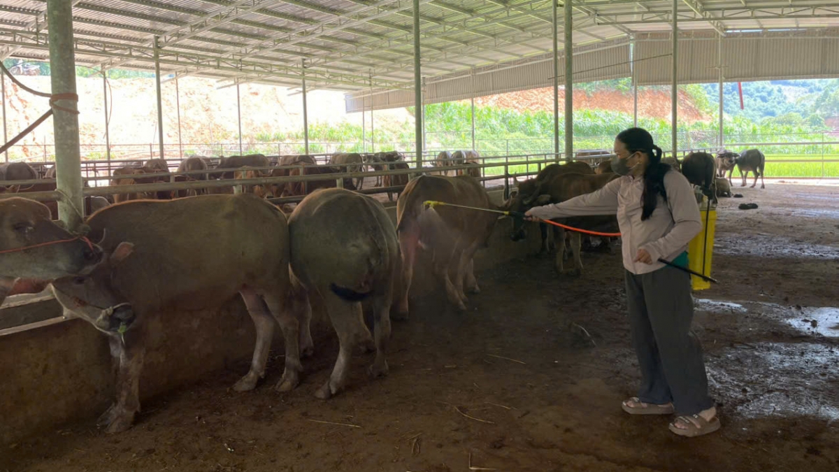 Chị Nông Thị Xoa (Bản Đính, xã Nghiên Loan, Thái Nguyên) phun khử khuẩn hàng ngày cho đàn gia súc - Ảnh: Công Luận- Thúy Kiều/VOV Đông Bắc