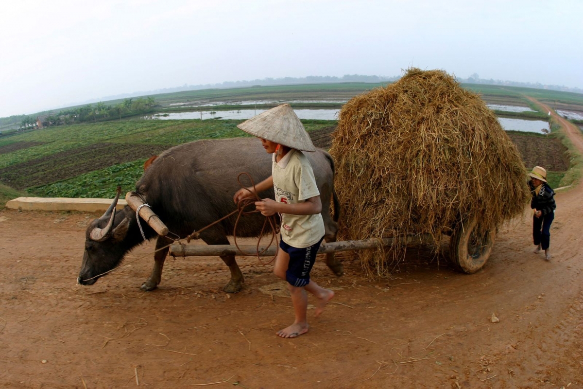 Nông nghiệp lúa nước đã được hình thành và phát triển ở người Việt từ rất sớm - Ảnh: dantoctongiao.vietnamnet.vn