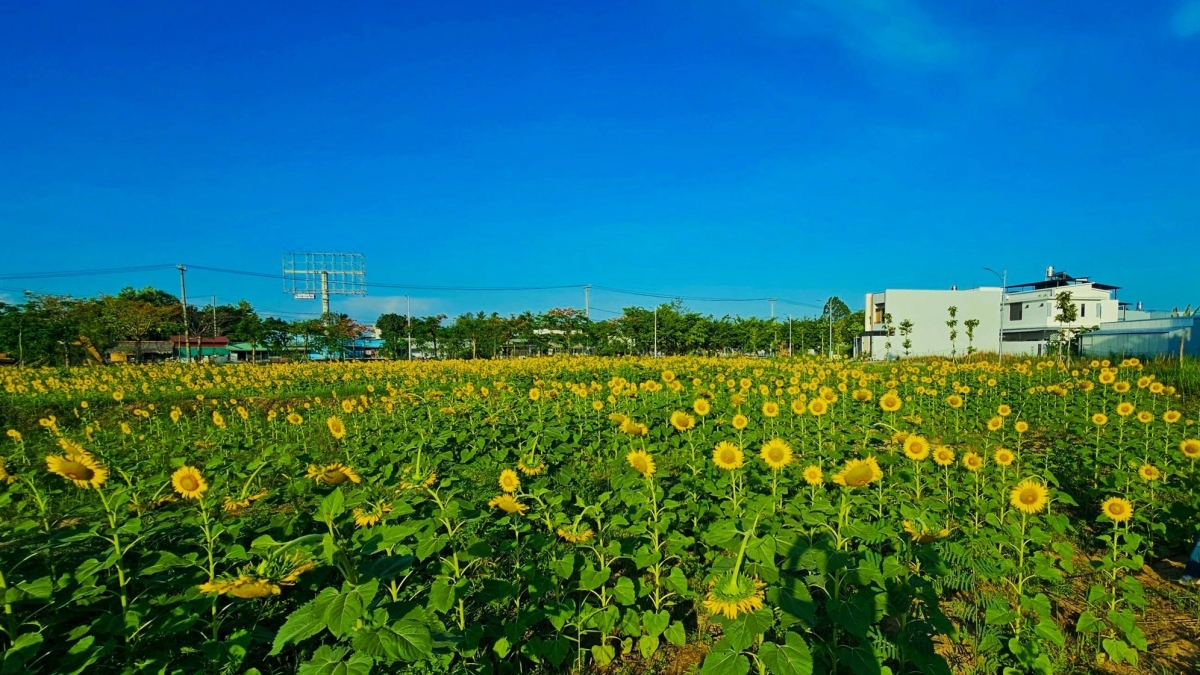  Cánh đồng hoa hướng dương rộng khoảng 1,1ha với khoảng 10.000 cây hoa rực rỡ sắc vàng, tọa lạc đường số 11, khu dân cư Hồng Loan 5C, phường Cái Răng.