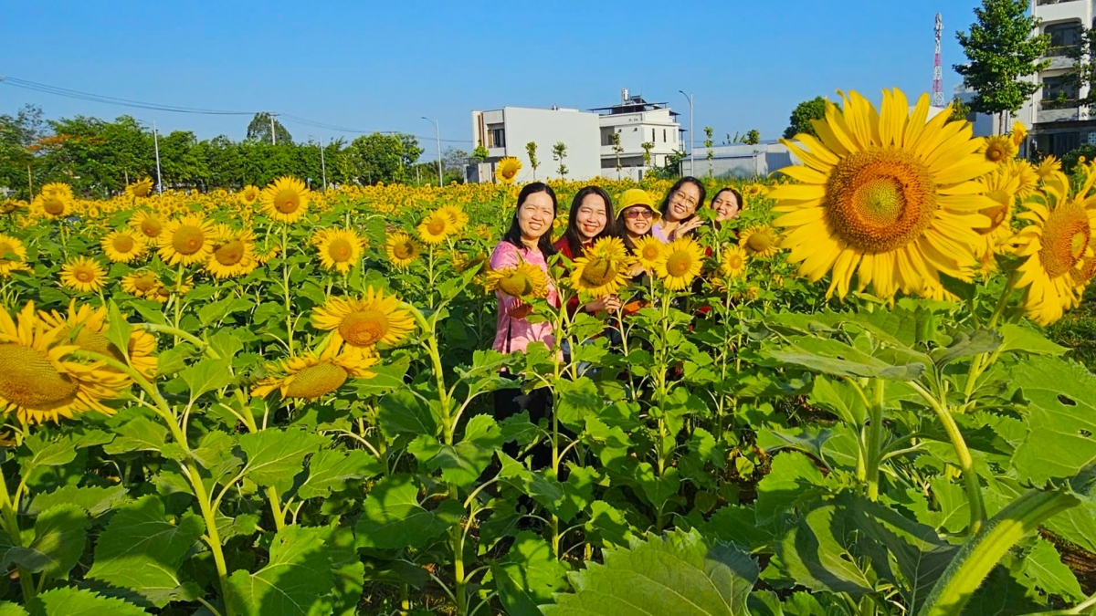 Cánh đồng hoa được chăm sóc khá đồng đều, màu sắc rực rỡ, ánh sáng tự nhiên rất đẹp nên chụp ảnh rất cuốn hút. Đây cũng là điểm hẹn lý tưởng cho những người muốn tìm cảm giác bình yên