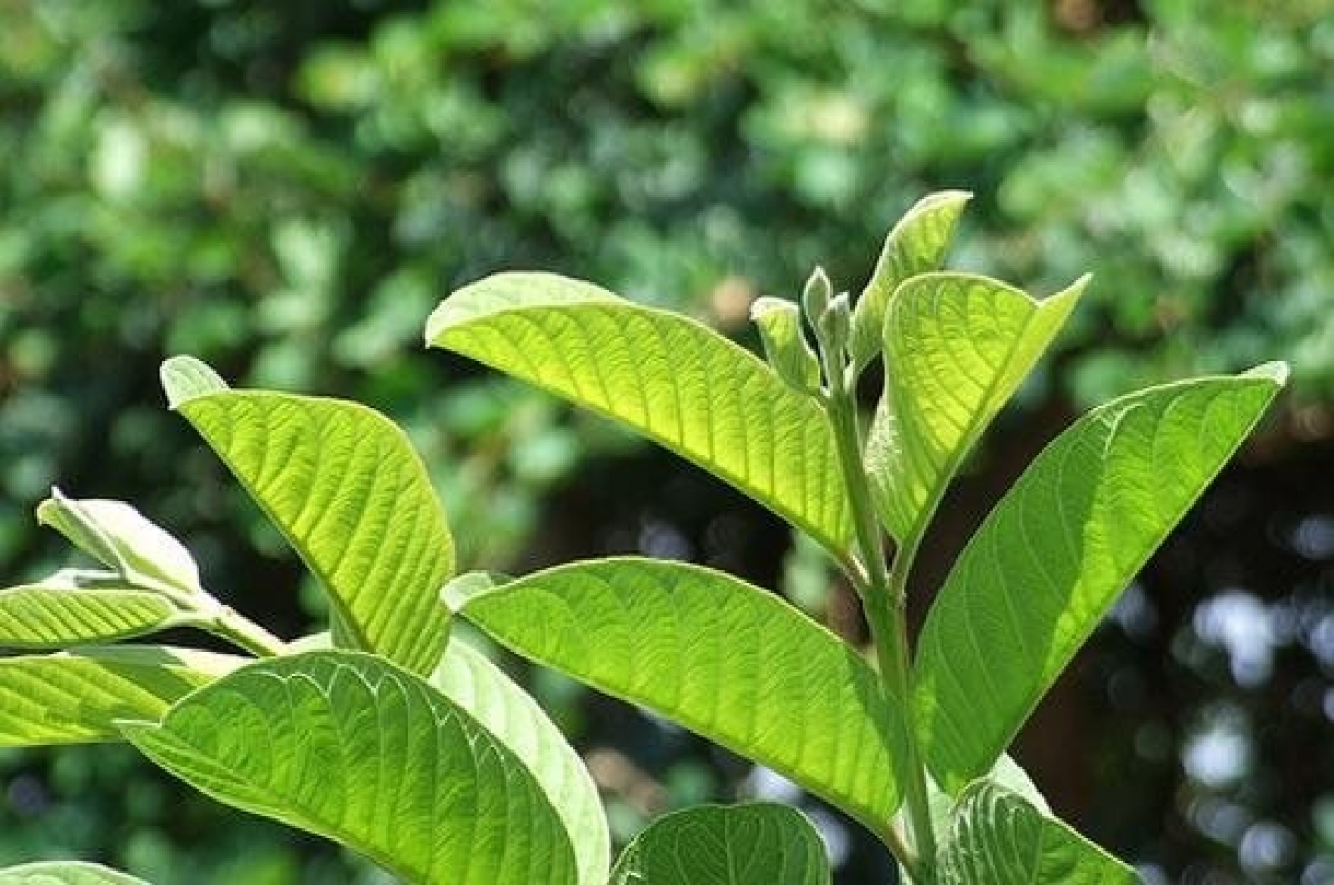Nước lá ổi được nhiều người sử dụng để hỗ trợ kiểm soát cân nặng