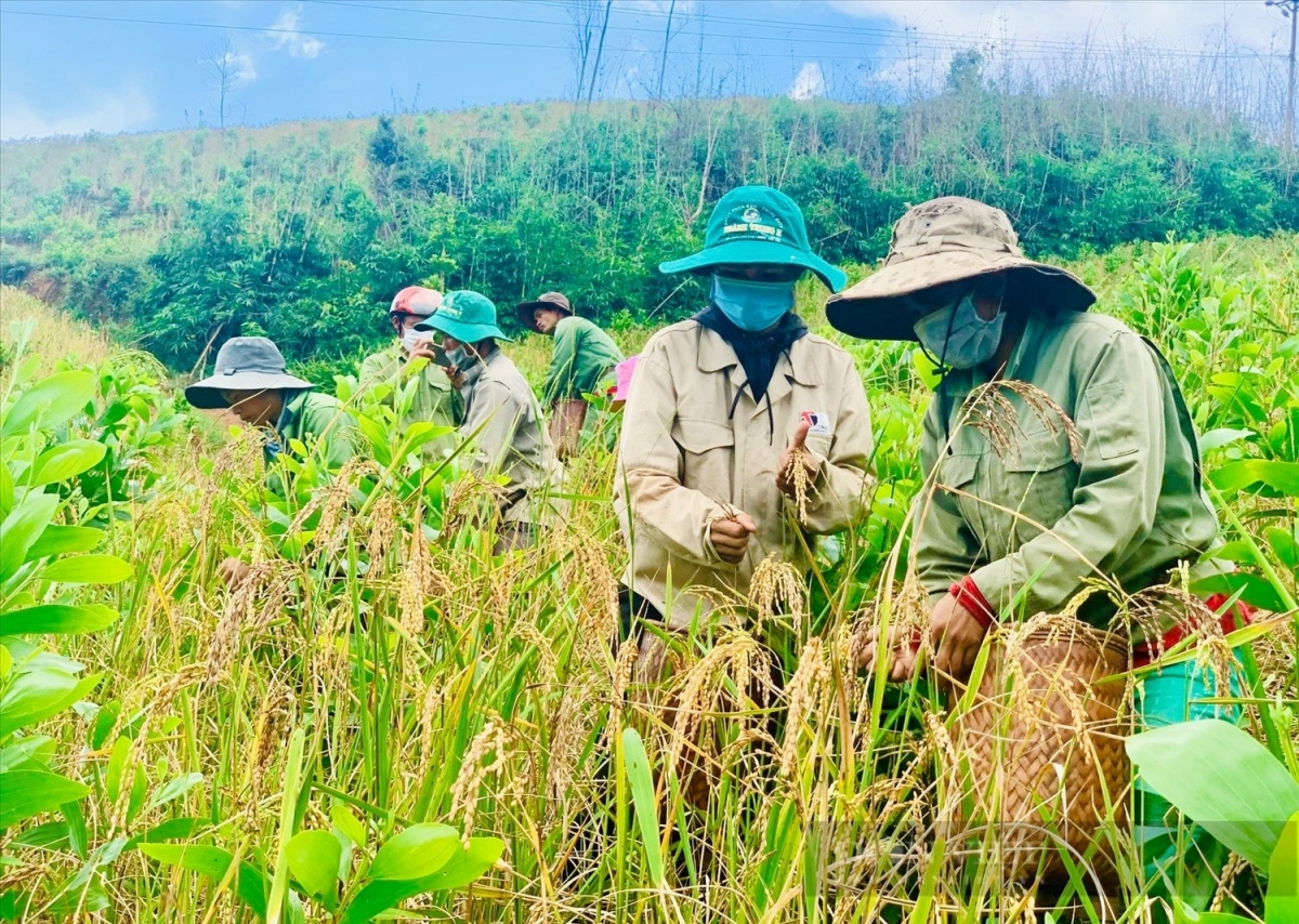 
Rùp ai bơh tàm internet