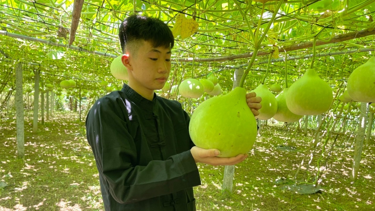 Nông Quang Lễ tự tay chăm sóc những trái bầu để làm đàn tính - Ảnh: Thúy Kiều-Công Luận/VOV Đông Bắc