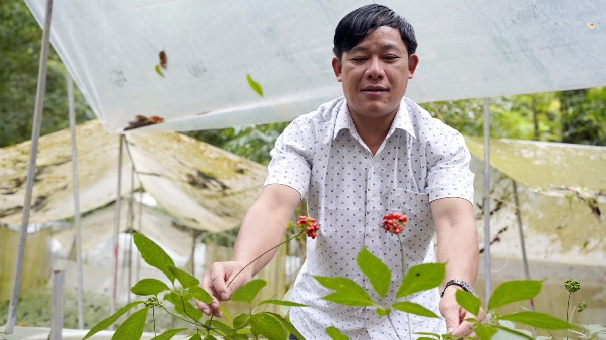 Ông Hồ Văn Lượng được xem là ông vua sâm trên đỉnh Ngọc Linh - Ảnh: Long Phi/VOV Miền Trung