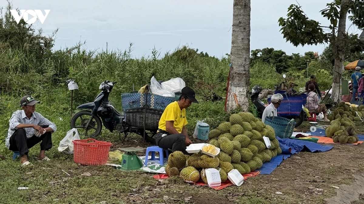 Urang ba durian tabiak pablei di jalan