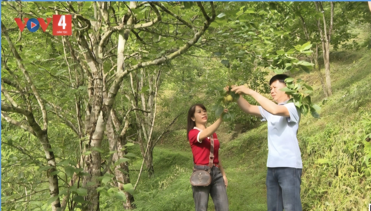Mô hình trồng lê bản địa bắt đầu mang lại hiệu quả cho anh Vi HoàngHoàng Sơn - Ảnh: Công Luận