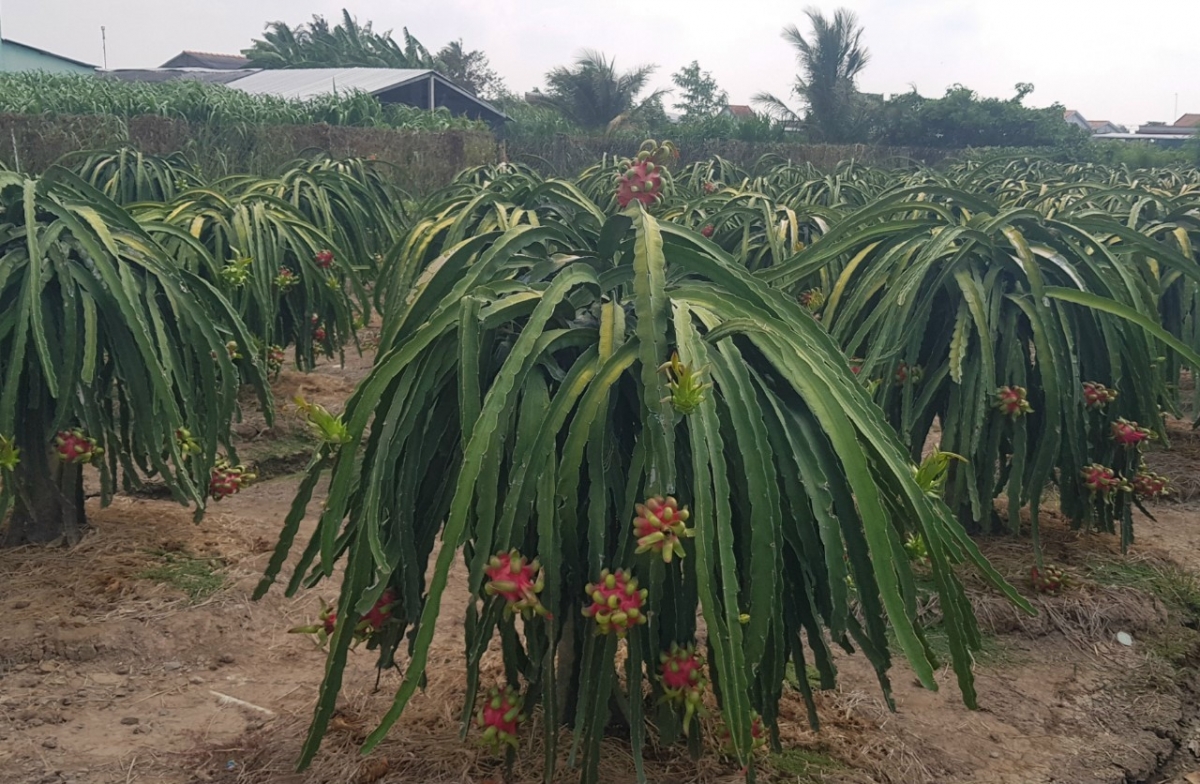 Tỉnh Đồng Tháp hiện dẫn đầu diện tích trái cây so với cả nước - Ảnh: Chu Trinh/VOV ĐBSCL.